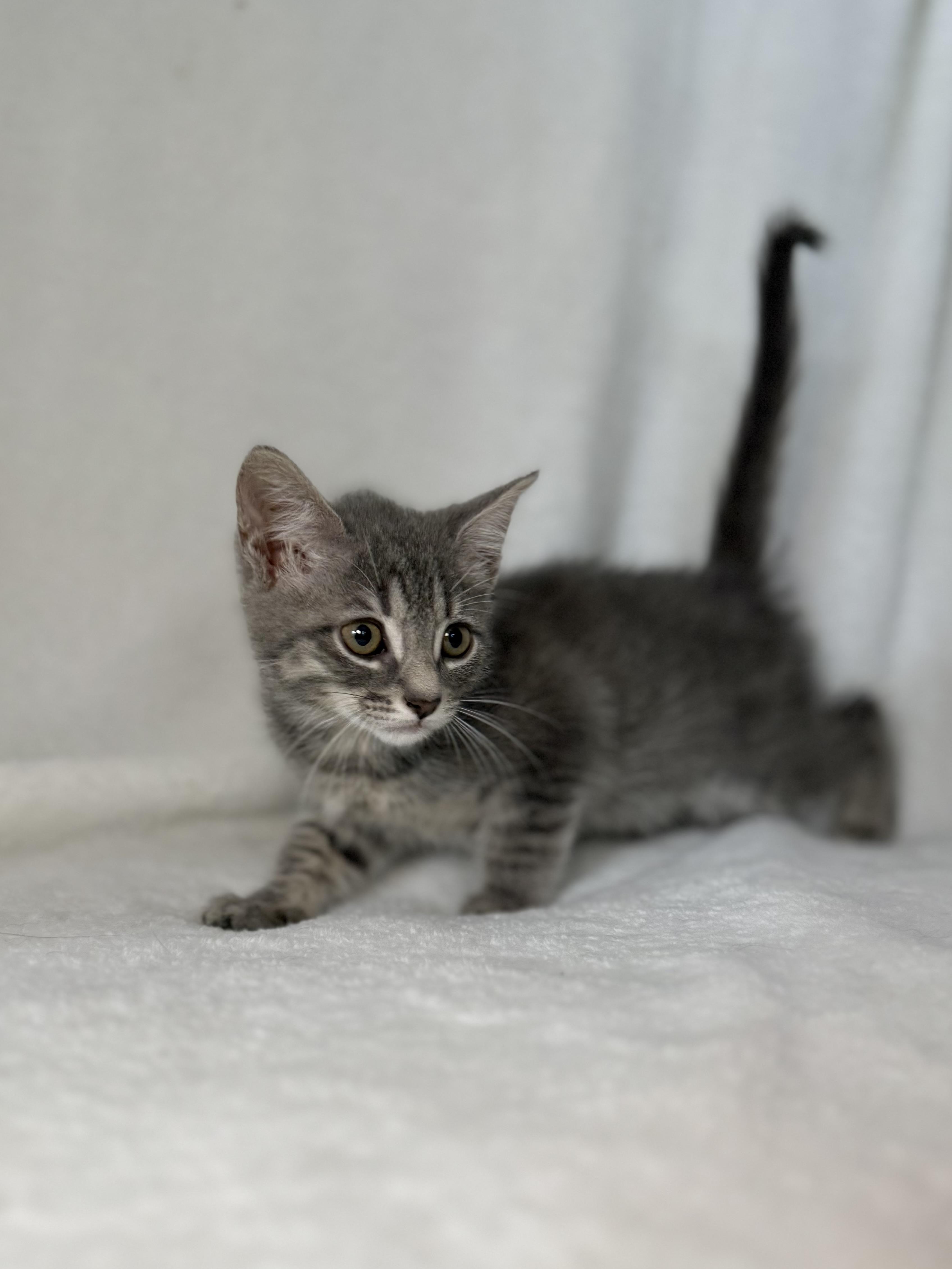 Enlarge Hodgins, a Adoptable mixed breed in Greensboro, NC image 5/5