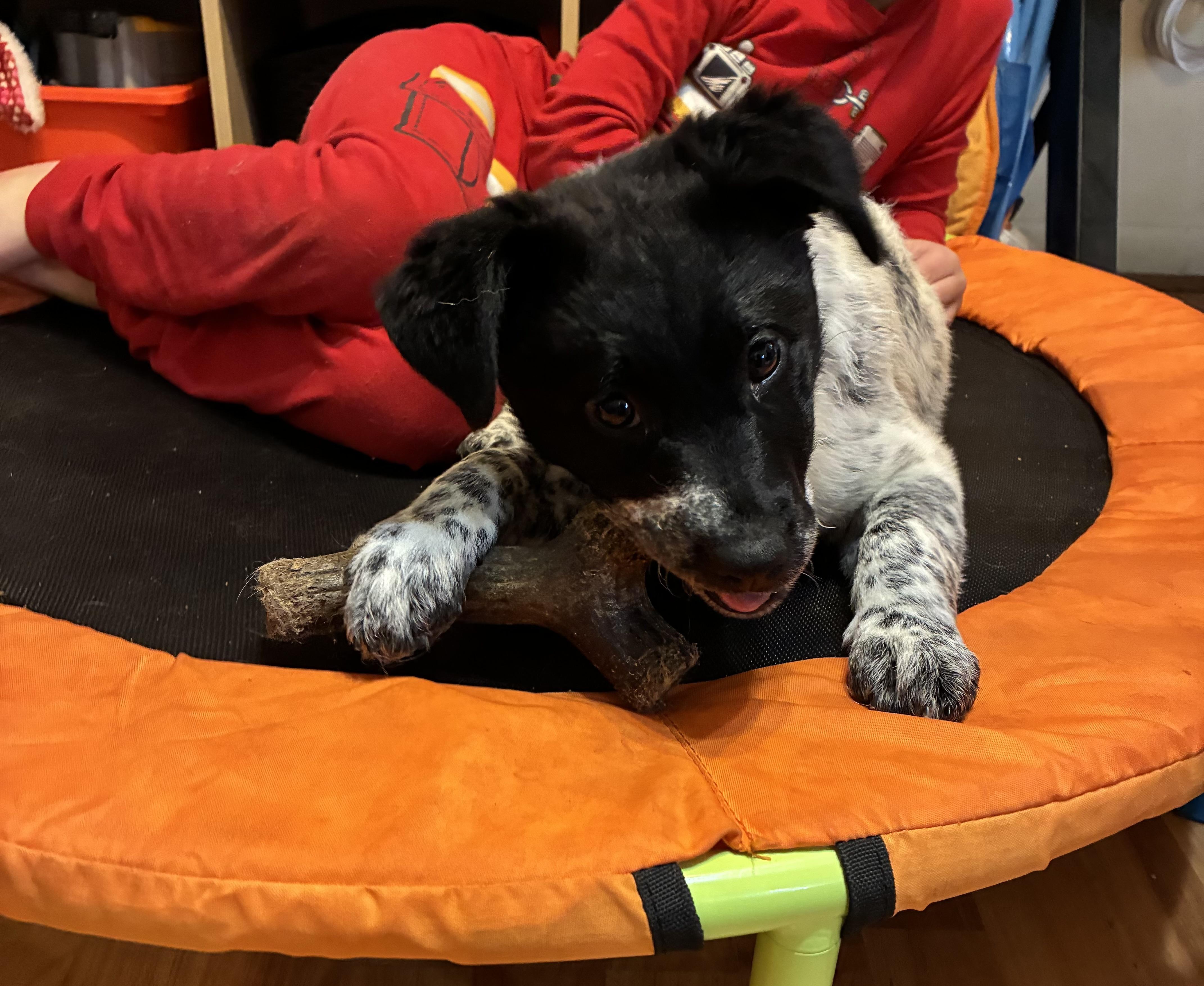 Pepper — thumbnail 2