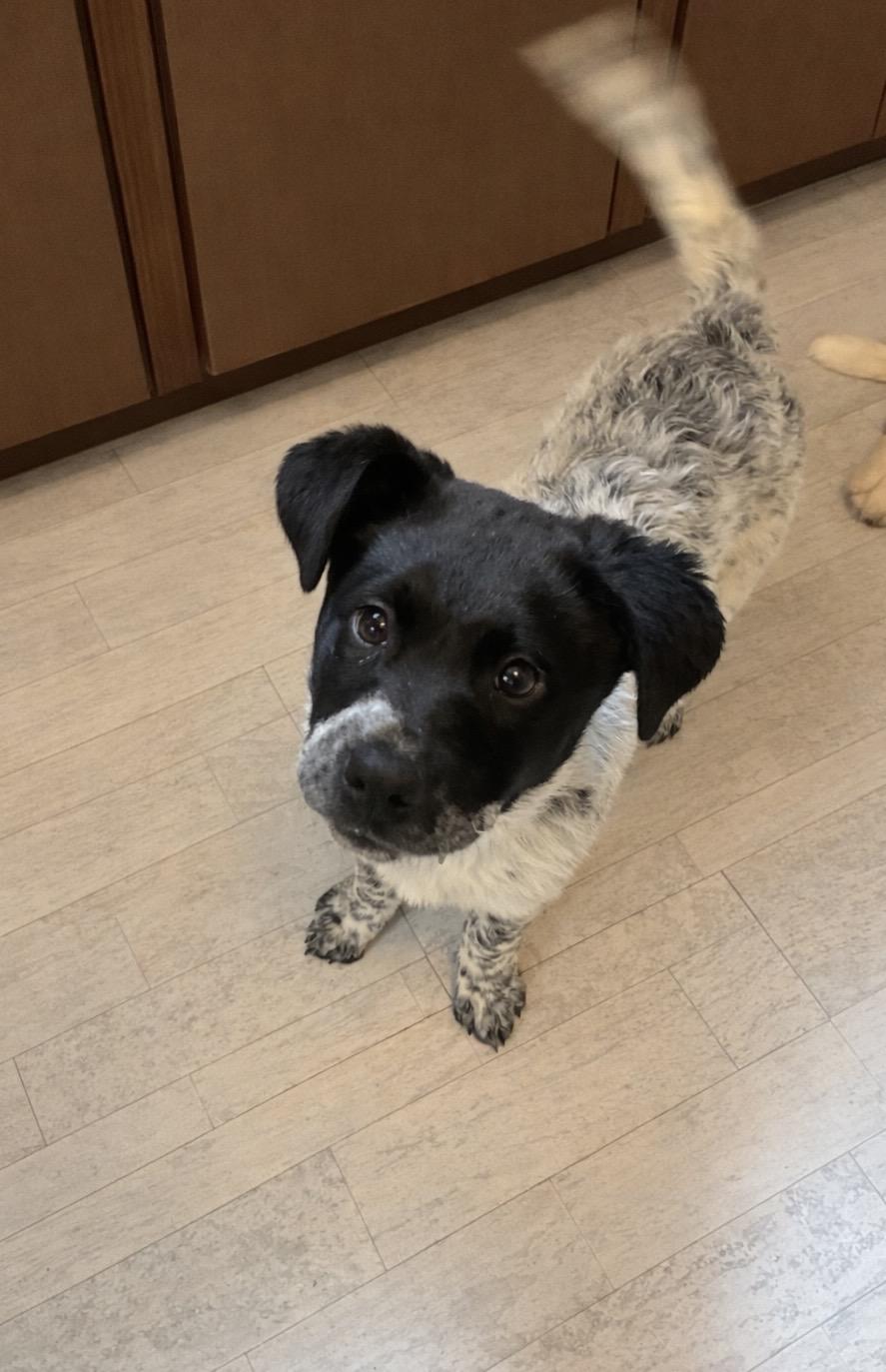 Pepper — thumbnail 3