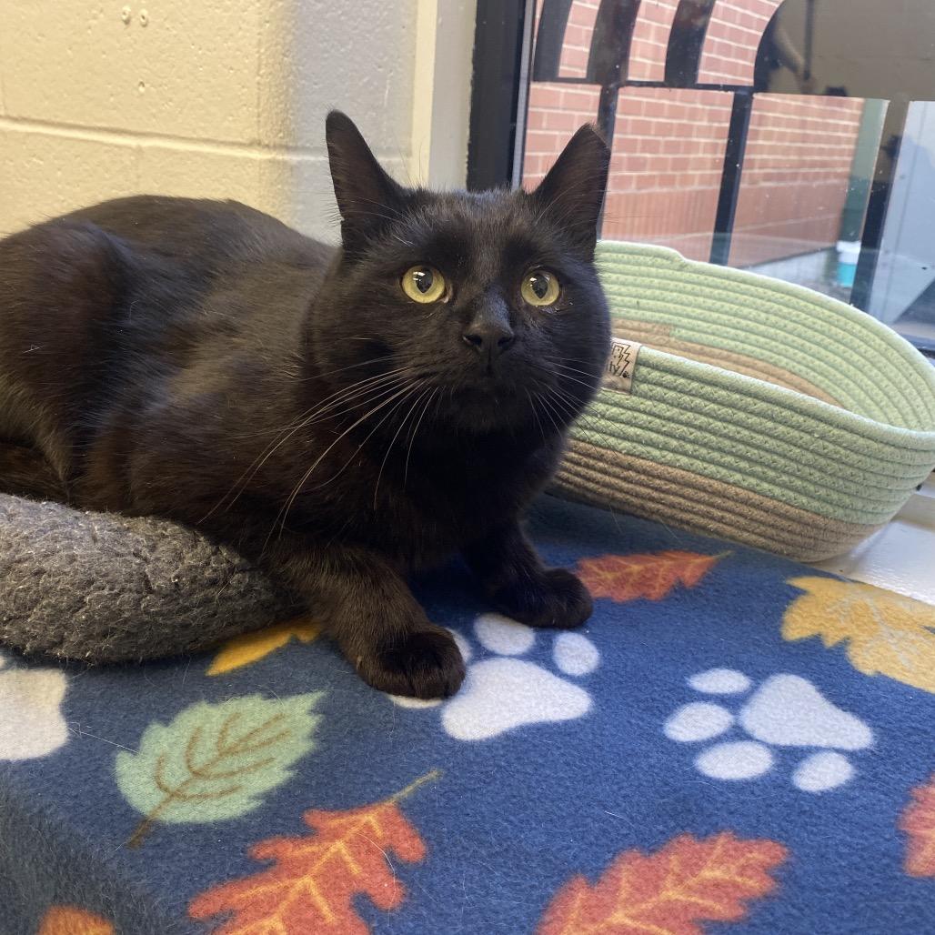 Sebastian, Adoptable, Adult Male Domestic Short Hair.