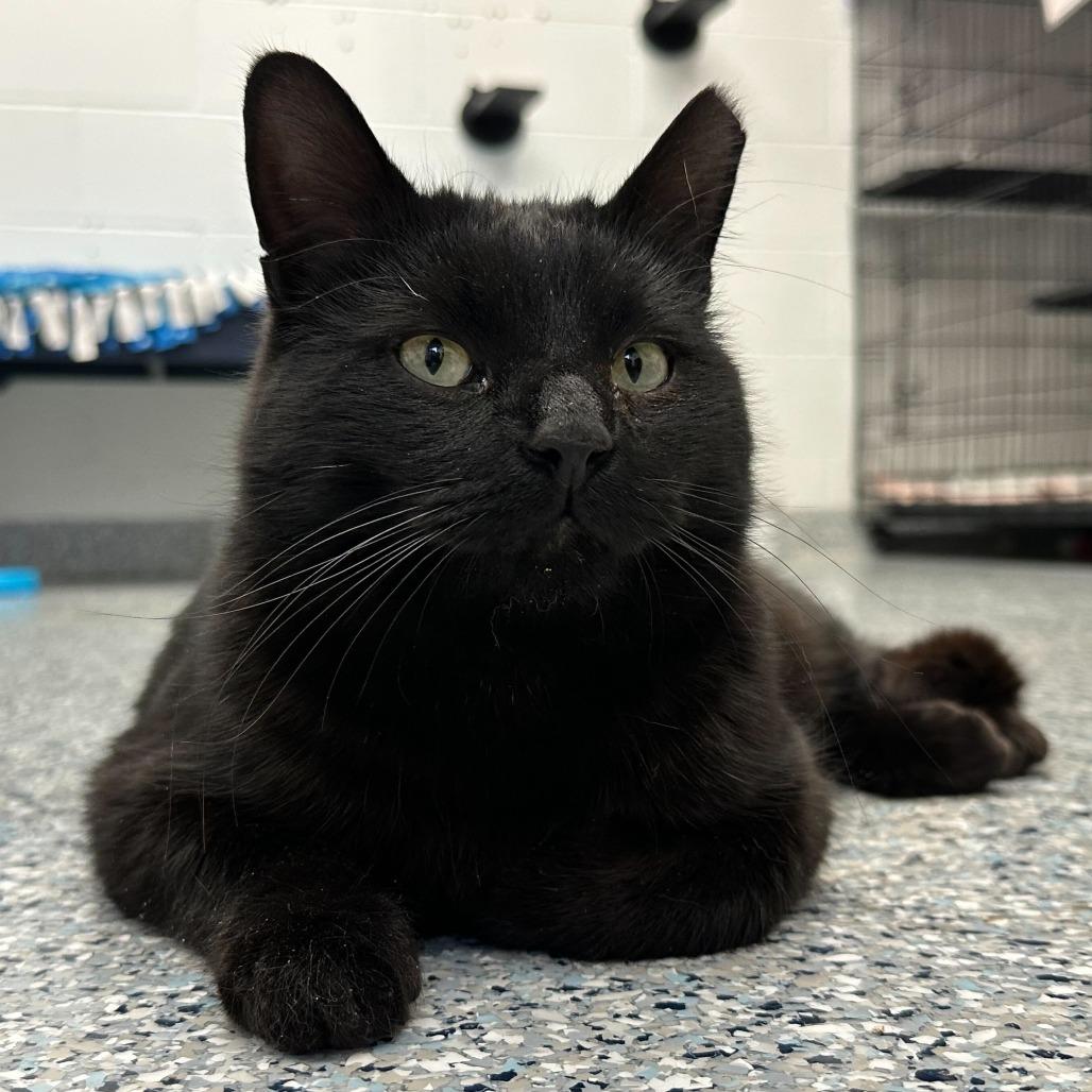 Enlarge Sebastian, a Adoptable Domestic Short Hair in Dayton, OH image 2/6