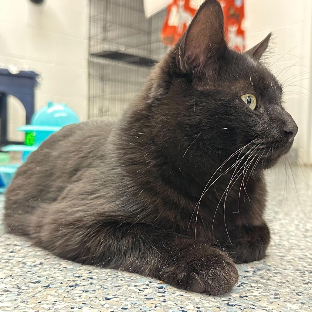 Enlarge Sebastian, a Adoptable Domestic Short Hair in Dayton, OH image 3/6