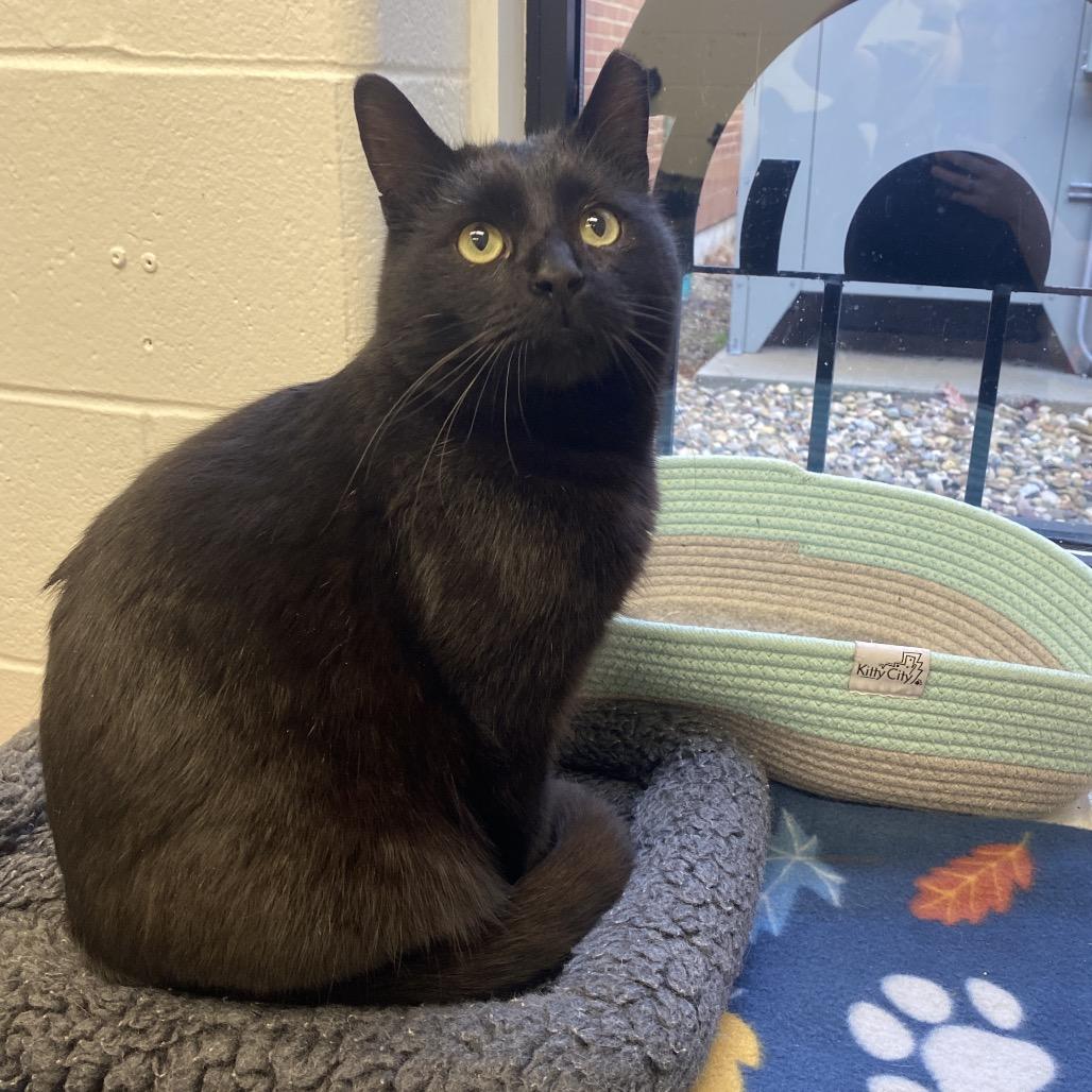 Enlarge Sebastian, a Adoptable Domestic Short Hair in Dayton, OH image 4/6