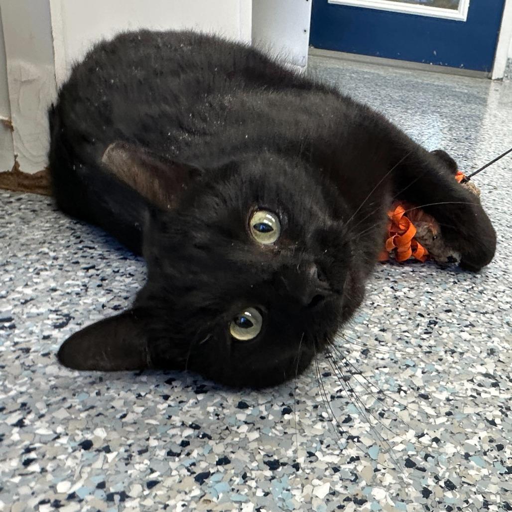 Enlarge Sebastian, a Adoptable Domestic Short Hair in Dayton, OH image 5/6