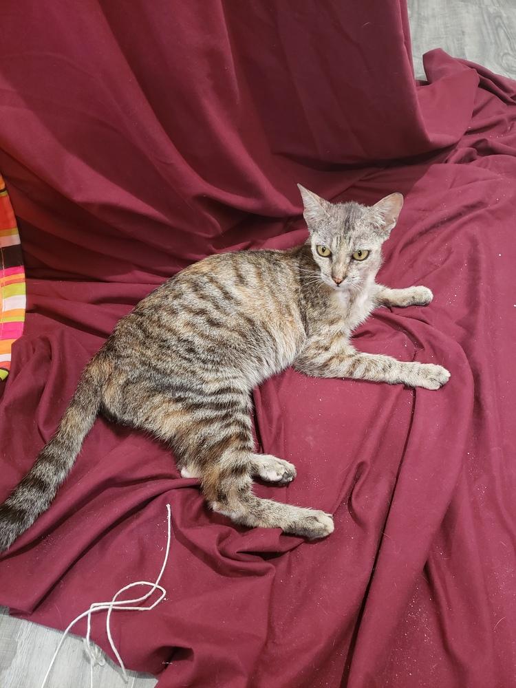 Gidget, Adoptable, Young Female Devon Rex & Domestic Short Hair.