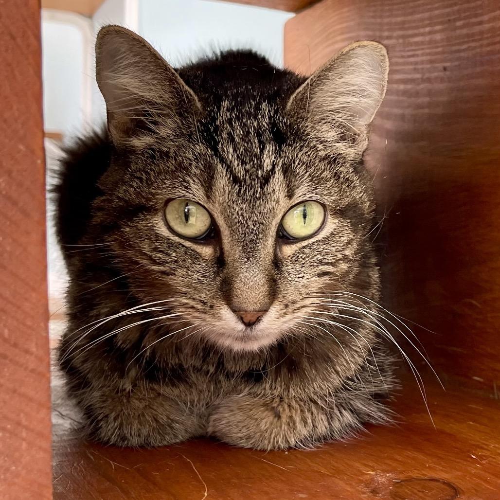 Twigs, Adoptable, Senior Female Domestic Short Hair.