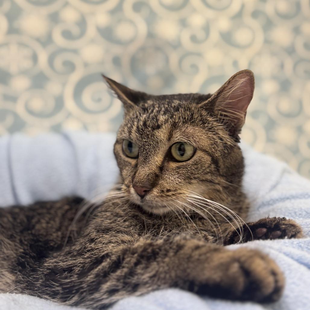 Twigs, Adoptable, Senior Female Domestic Short Hair.