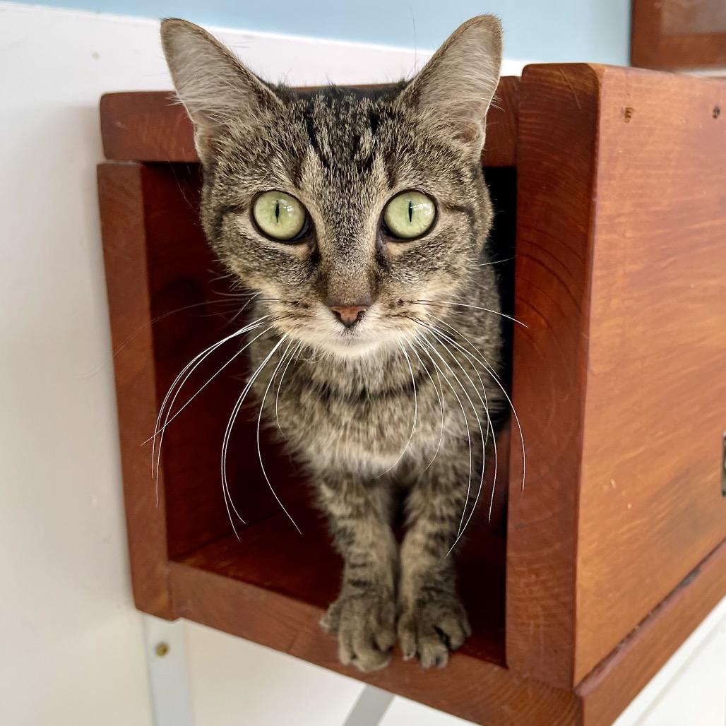 Enlarge Twigs, a Adoptable Domestic Short Hair in Deerfield, IL image 2/6