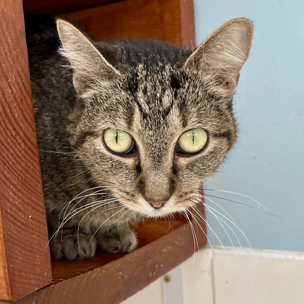 Enlarge Twigs, a Adoptable Domestic Short Hair in Deerfield, IL image 3/6