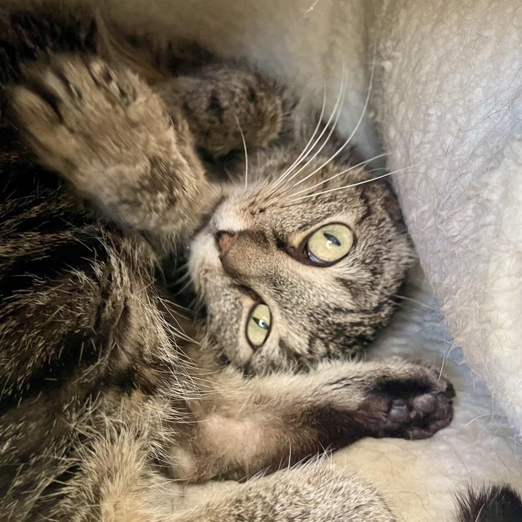 Enlarge Twigs, a Adoptable Domestic Short Hair in Deerfield, IL image 4/6