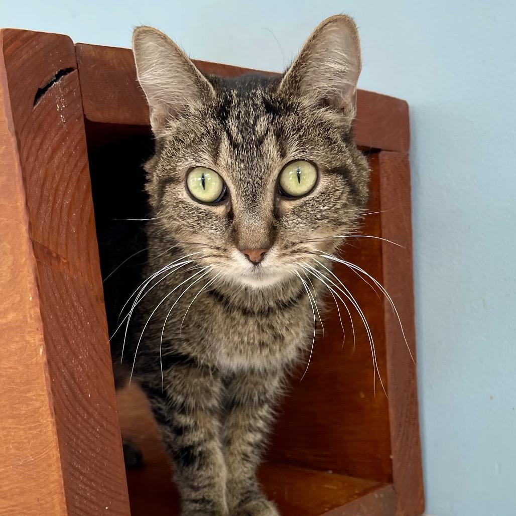 Enlarge Twigs, a Adoptable Domestic Short Hair in Deerfield, IL image 5/6