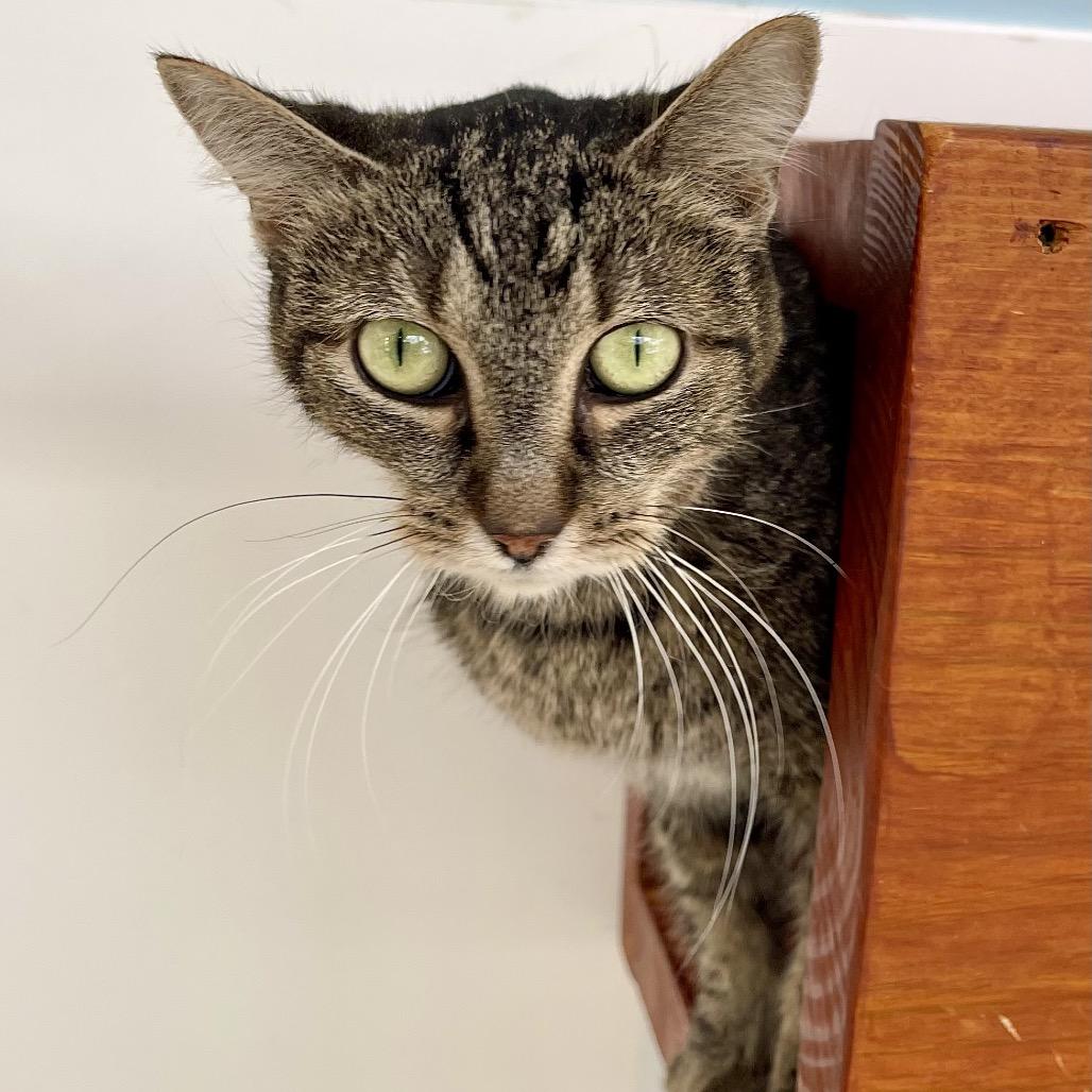 Enlarge Twigs, a Adoptable Domestic Short Hair in Deerfield, IL image 6/6