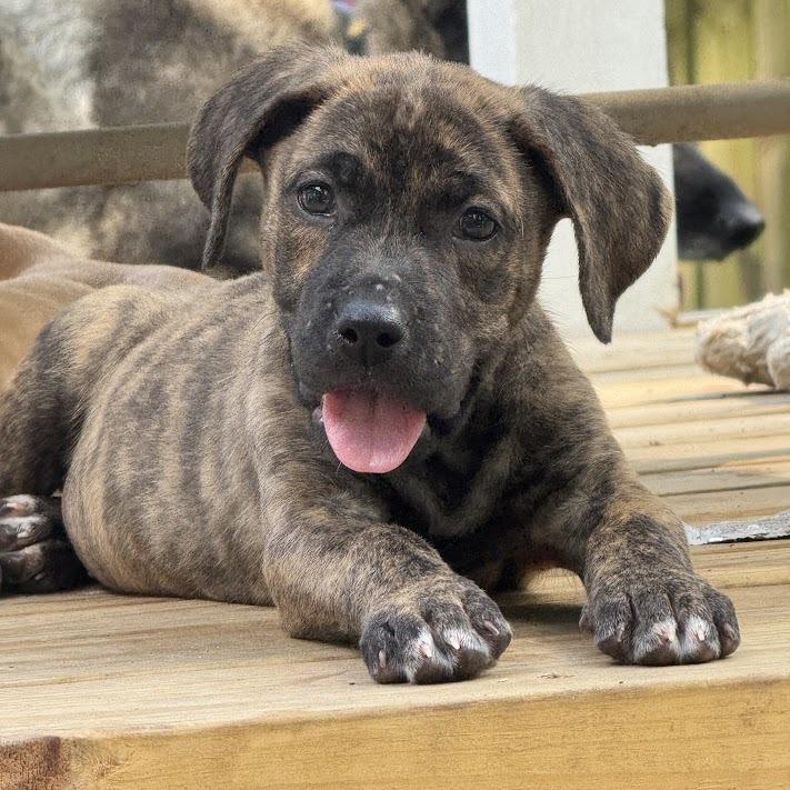 Catfish, Adoptable, Puppy Male Labrador Retriever & Mixed Breed.