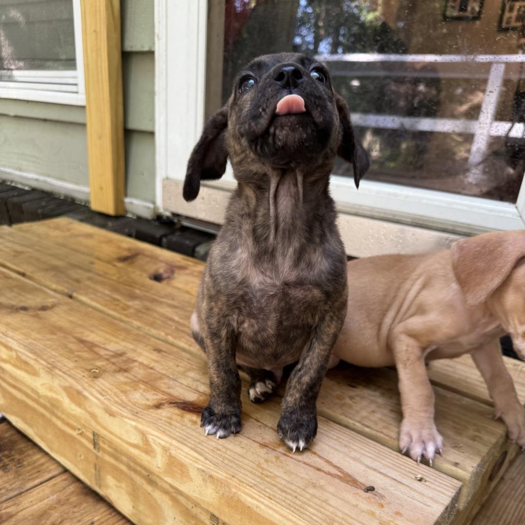 Catfish, Adoptable, Puppy Male Labrador Retriever & Mixed Breed.
