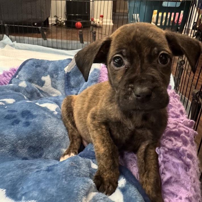 Catfish, a Adoptable mixed breed in North Charleston, SC image 2/4