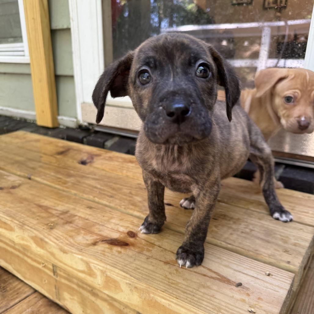 Catfish, a Adoptable mixed breed in North Charleston, SC image 3/4