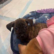Catfish, a Adoptable mixed breed in North Charleston, SC image 4/4