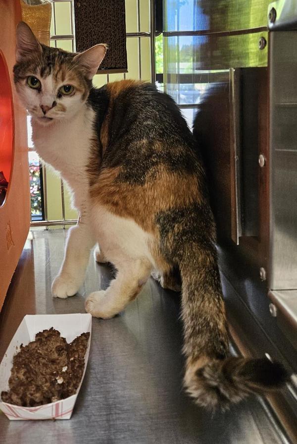 Mari, Adoptable, Adult Female Domestic Short Hair.