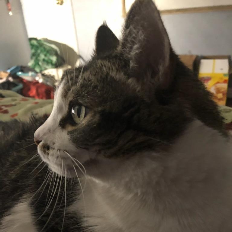 Squeeks, a Adoptable Domestic Short Hair in Salt Lake City, UT image 1/6