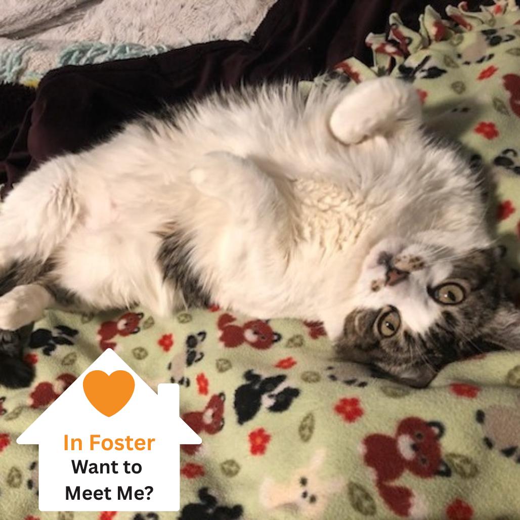 Squeeks, a Adoptable Domestic Short Hair in Salt Lake City, UT image 2/6