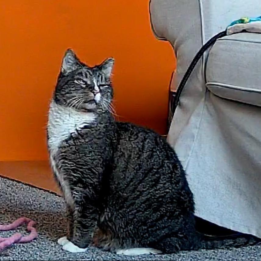 Squeeks, a Adoptable Domestic Short Hair in Salt Lake City, UT image 4/6