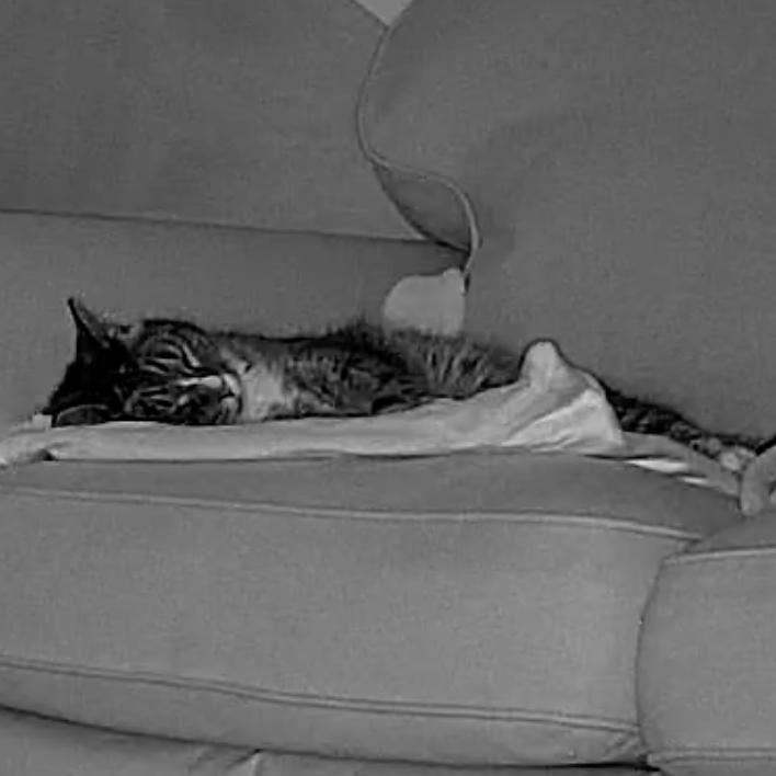 Squeeks — thumbnail 5