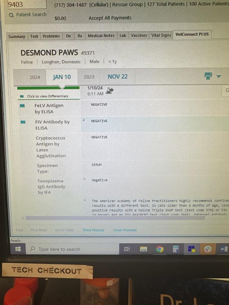 Desmond, Adoptable, Adult Male Domestic Long Hair.