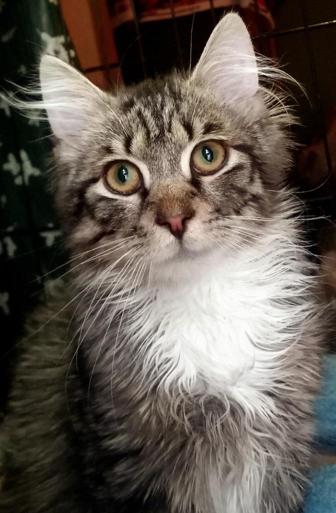 Desmond, Adoptable, Adult Male Domestic Long Hair.