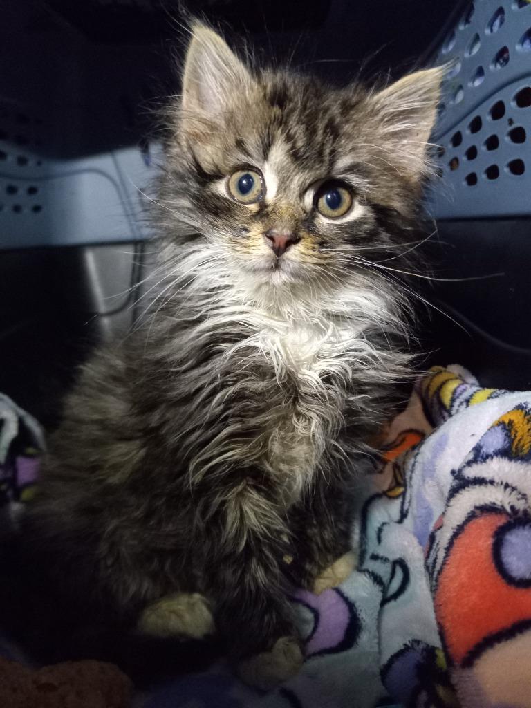 Enlarge Desmond, a Adoptable mixed breed in Camp Hill, PA image 4/6