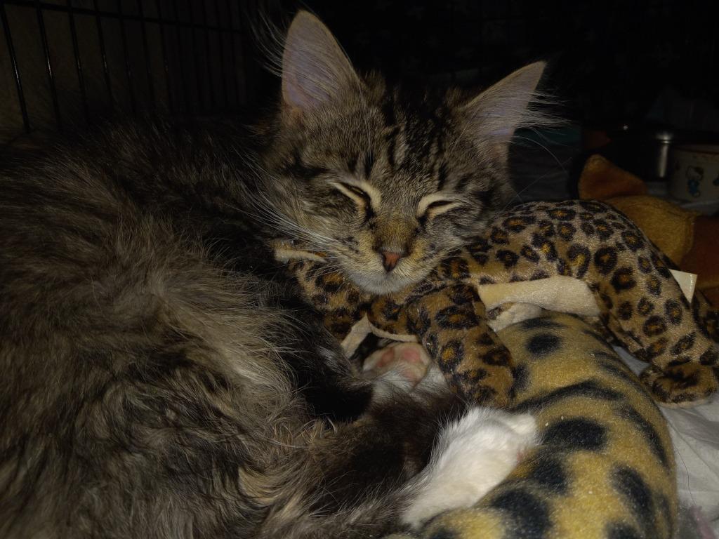 Enlarge Desmond, a Adoptable mixed breed in Camp Hill, PA image 5/6