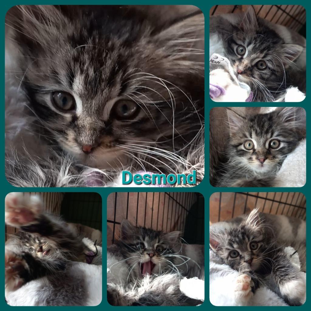 Enlarge Desmond, a Adoptable mixed breed in Camp Hill, PA image 6/6