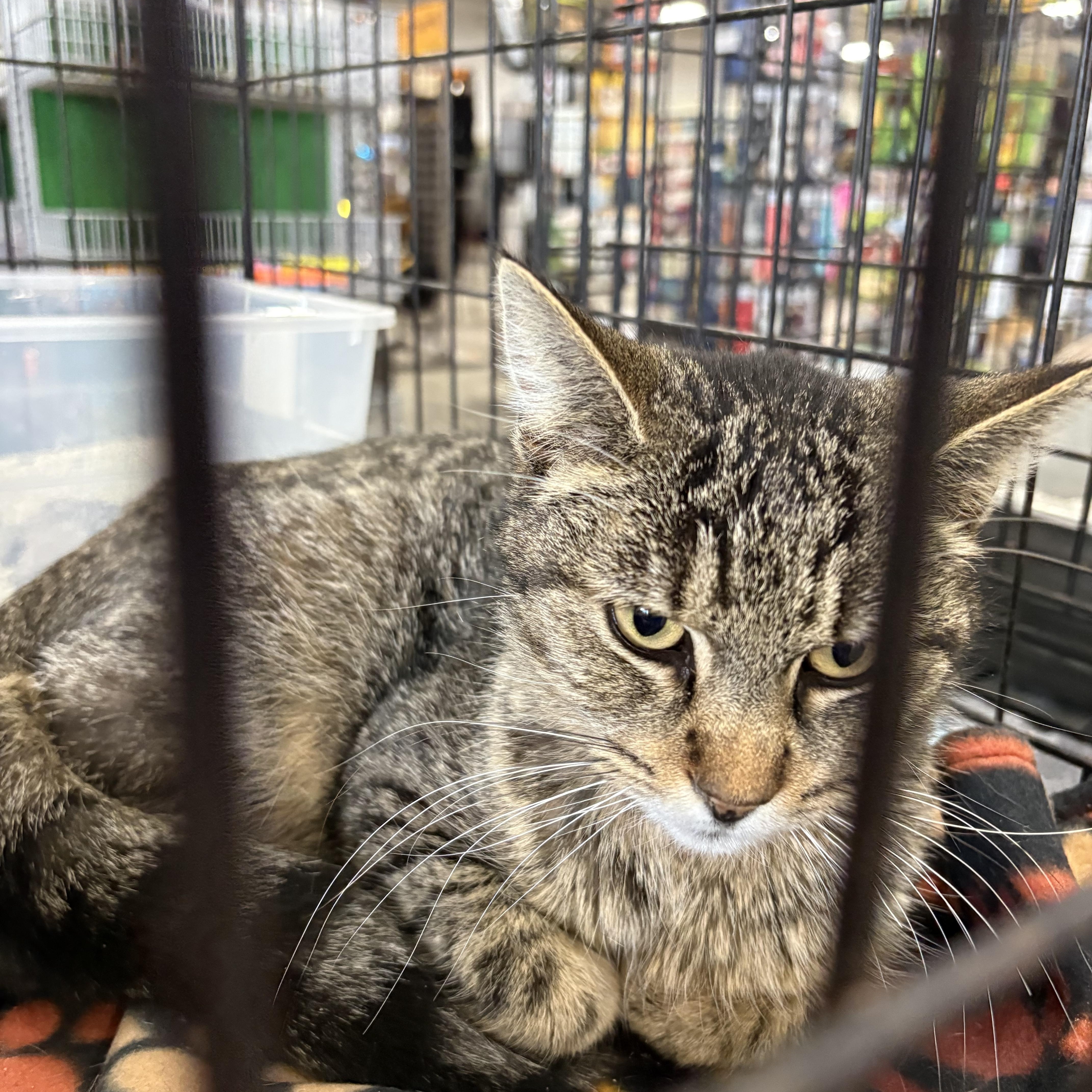 Enlarge Rosie, a ADOPTABLE mixed breed in Coldwater, MI image 2/2