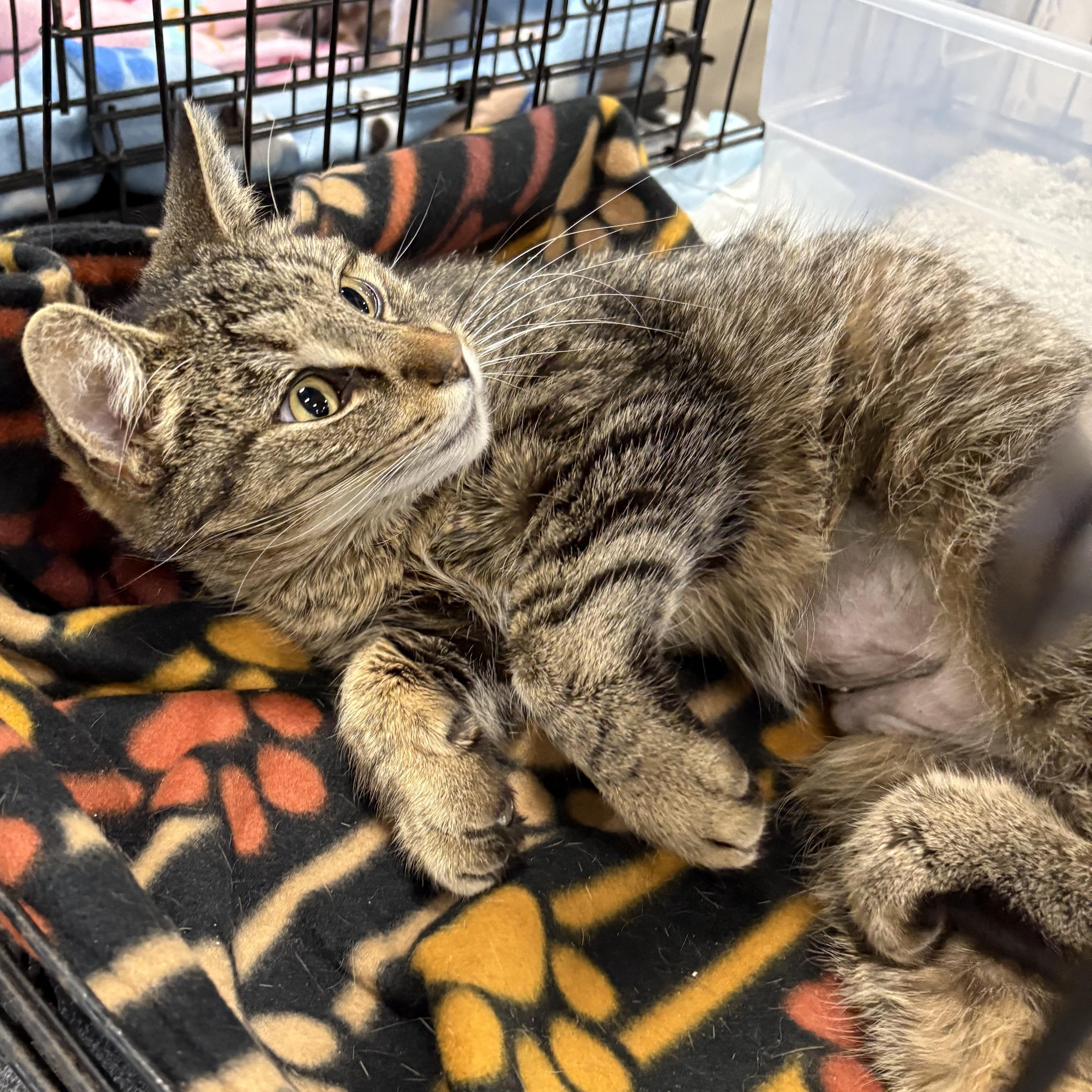 Enlarge Rosie, a ADOPTABLE mixed breed in Coldwater, MI image 1/2