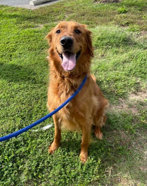 Enlarge Oreo , a Adopted Golden Retriever in Stafford, VA image 1/3
