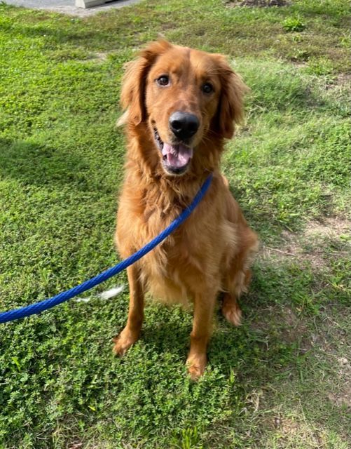 Enlarge Oreo , a Adopted Golden Retriever in Stafford, VA image 2/3