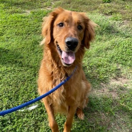 Enlarge Oreo , a Adopted Golden Retriever in Stafford, VA image 3/3