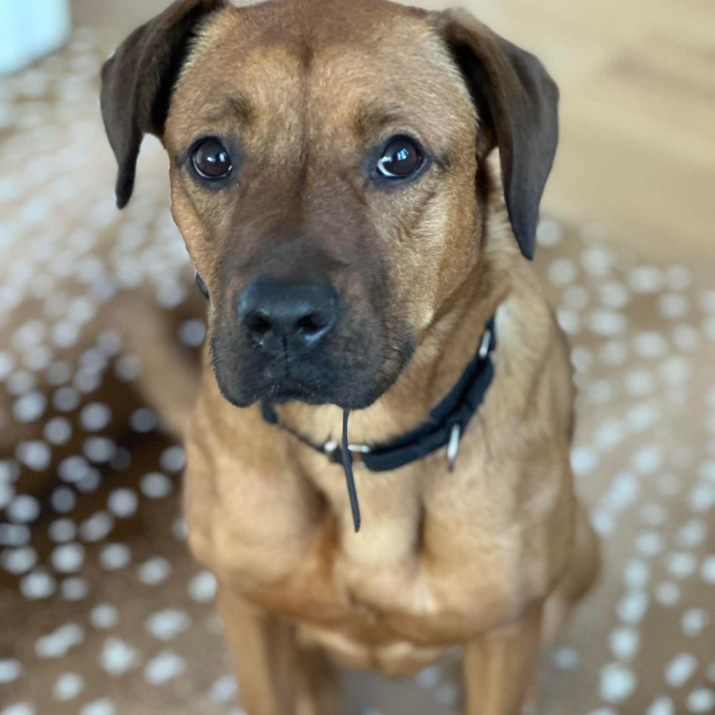 Enlarge Rainy, a Adoptable mixed breed in Waggaman, LA image 1/4