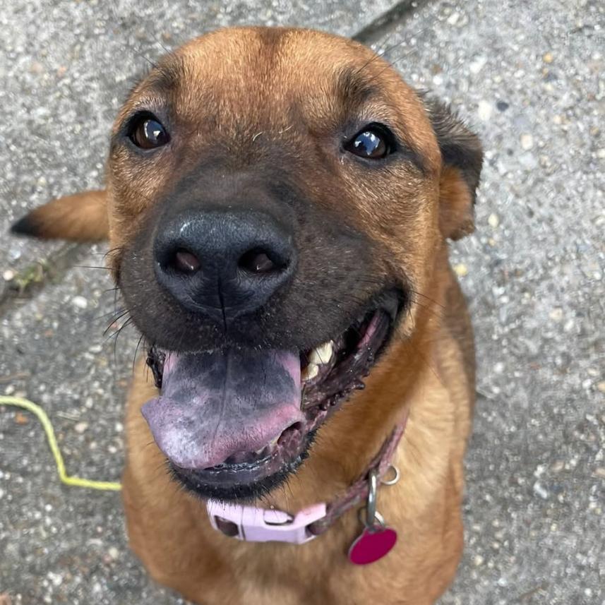 Enlarge Rainy, a Adoptable mixed breed in Waggaman, LA image 2/4