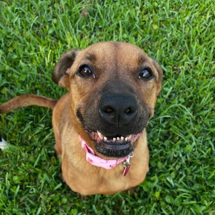 Enlarge Rainy, a Adoptable mixed breed in Waggaman, LA image 3/4