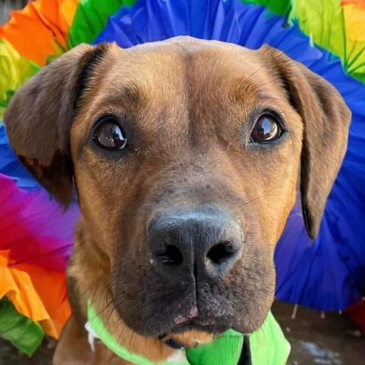 Enlarge Rainy, a Adoptable mixed breed in Waggaman, LA image 4/4