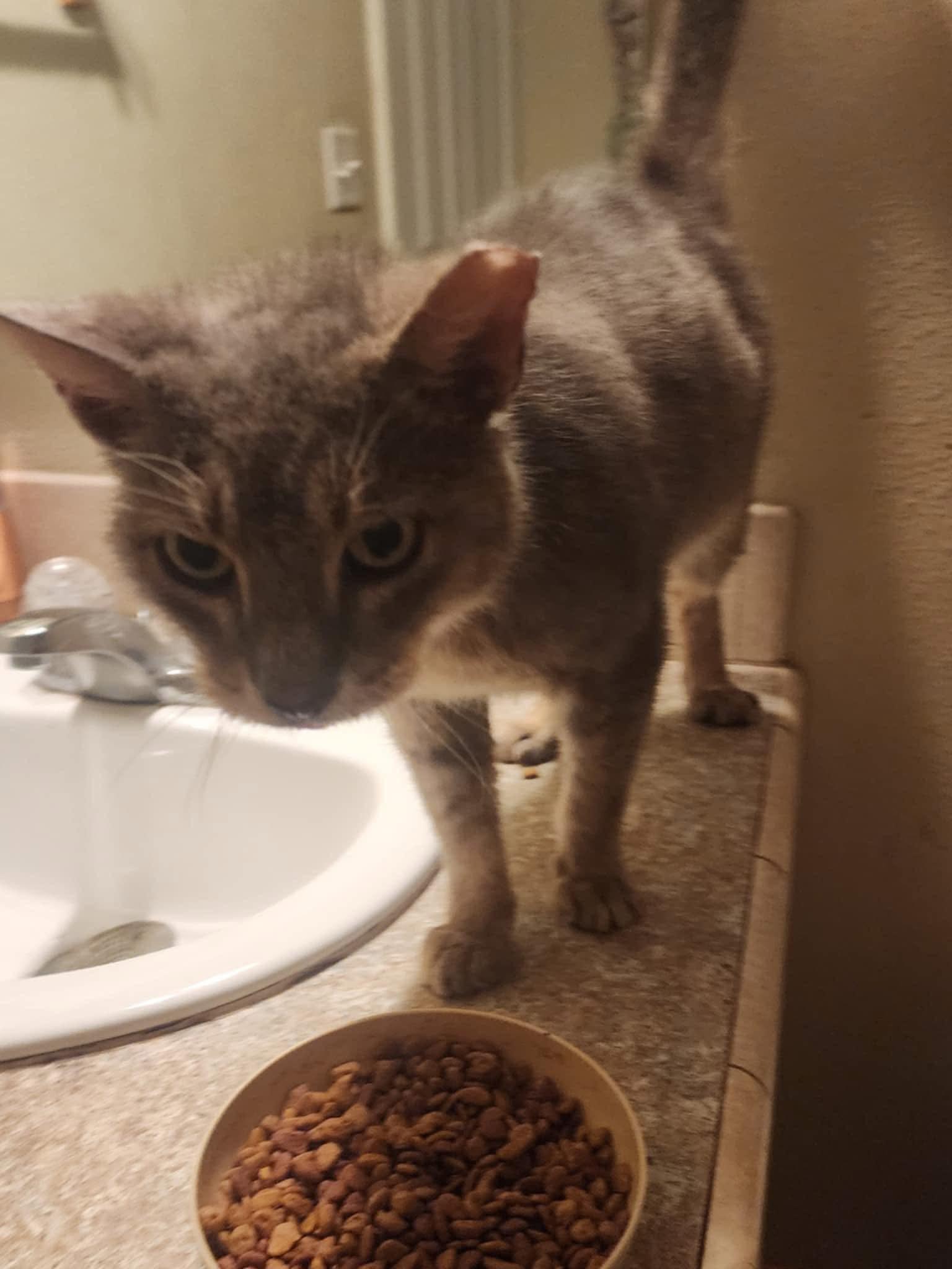 Steely Dan, a Adoptable Domestic Short Hair in Myrtle Beach, SC image 1/4