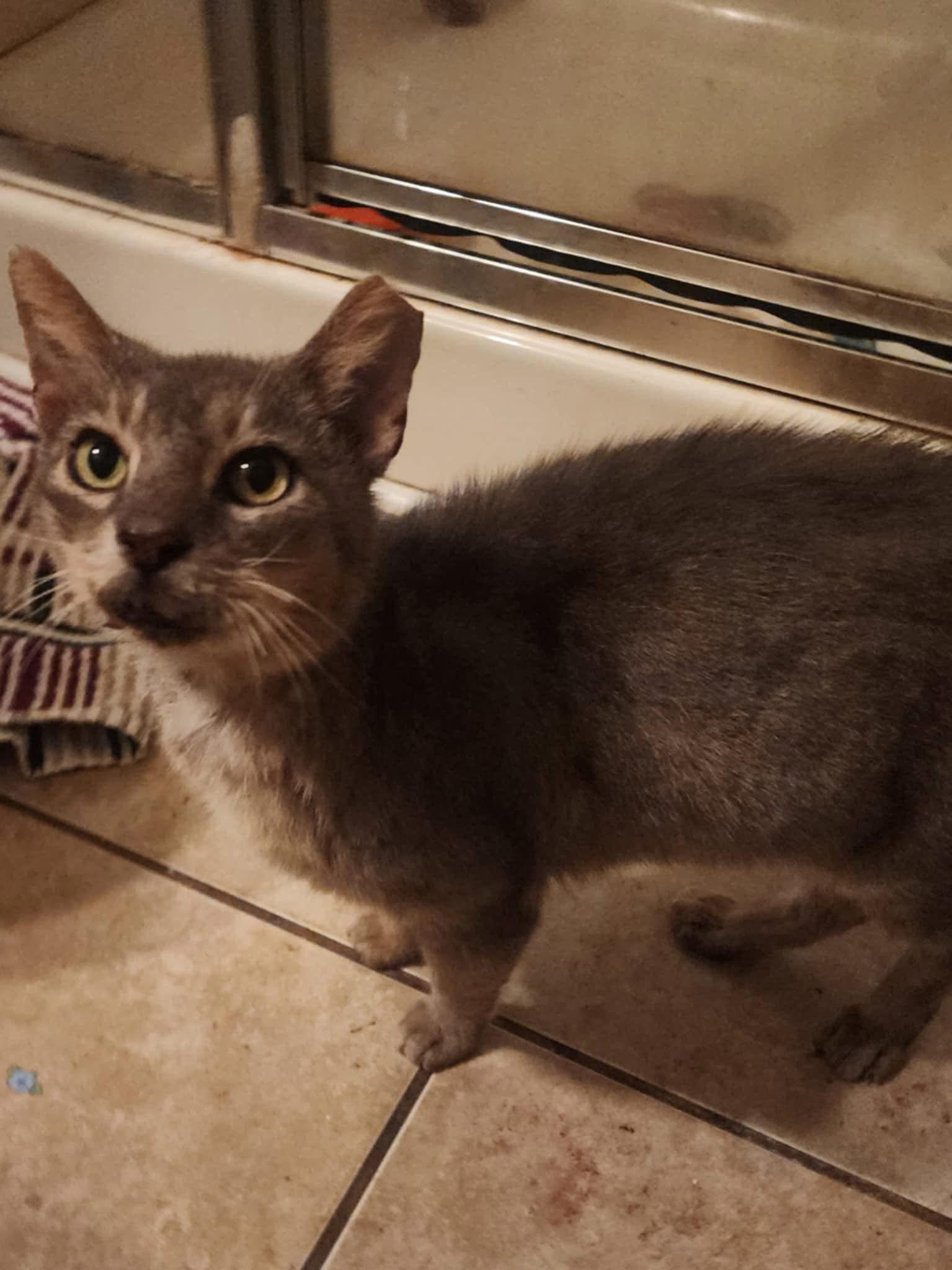 Steely Dan, a Adoptable Domestic Short Hair in Myrtle Beach, SC image 2/4