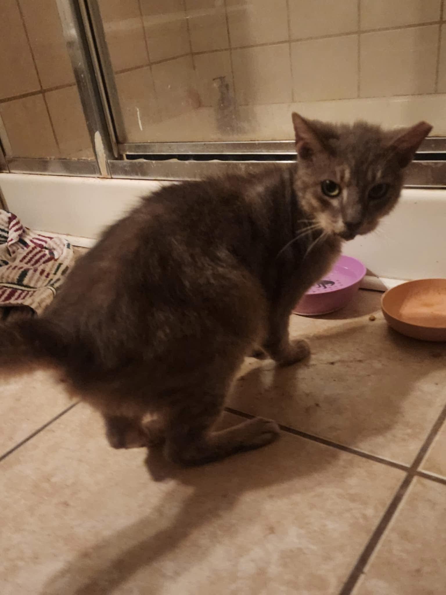 Steely Dan, Adoptable, Adult Male Domestic Short Hair.