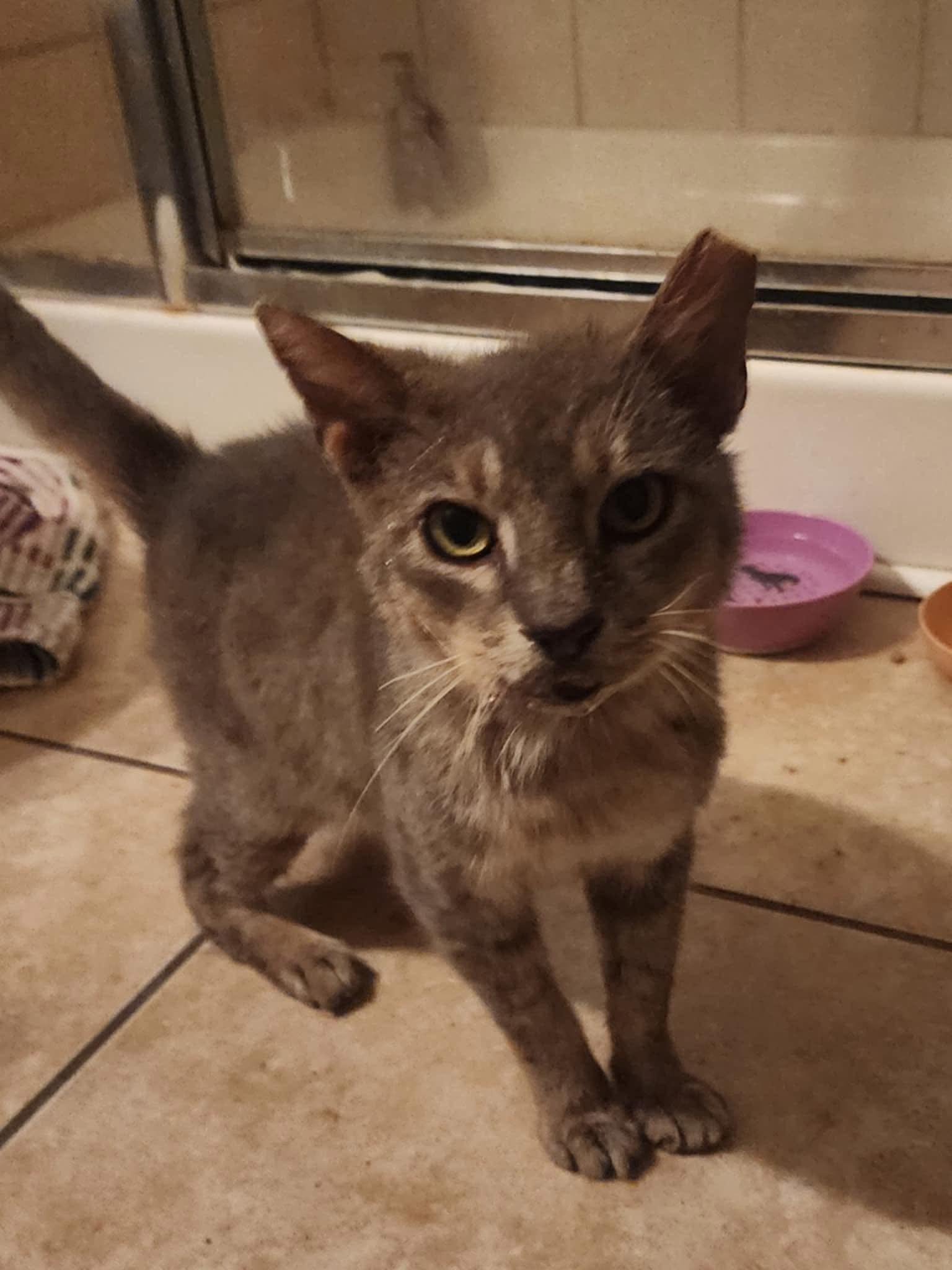 Steely Dan, a Adoptable Domestic Short Hair in Myrtle Beach, SC image 4/4