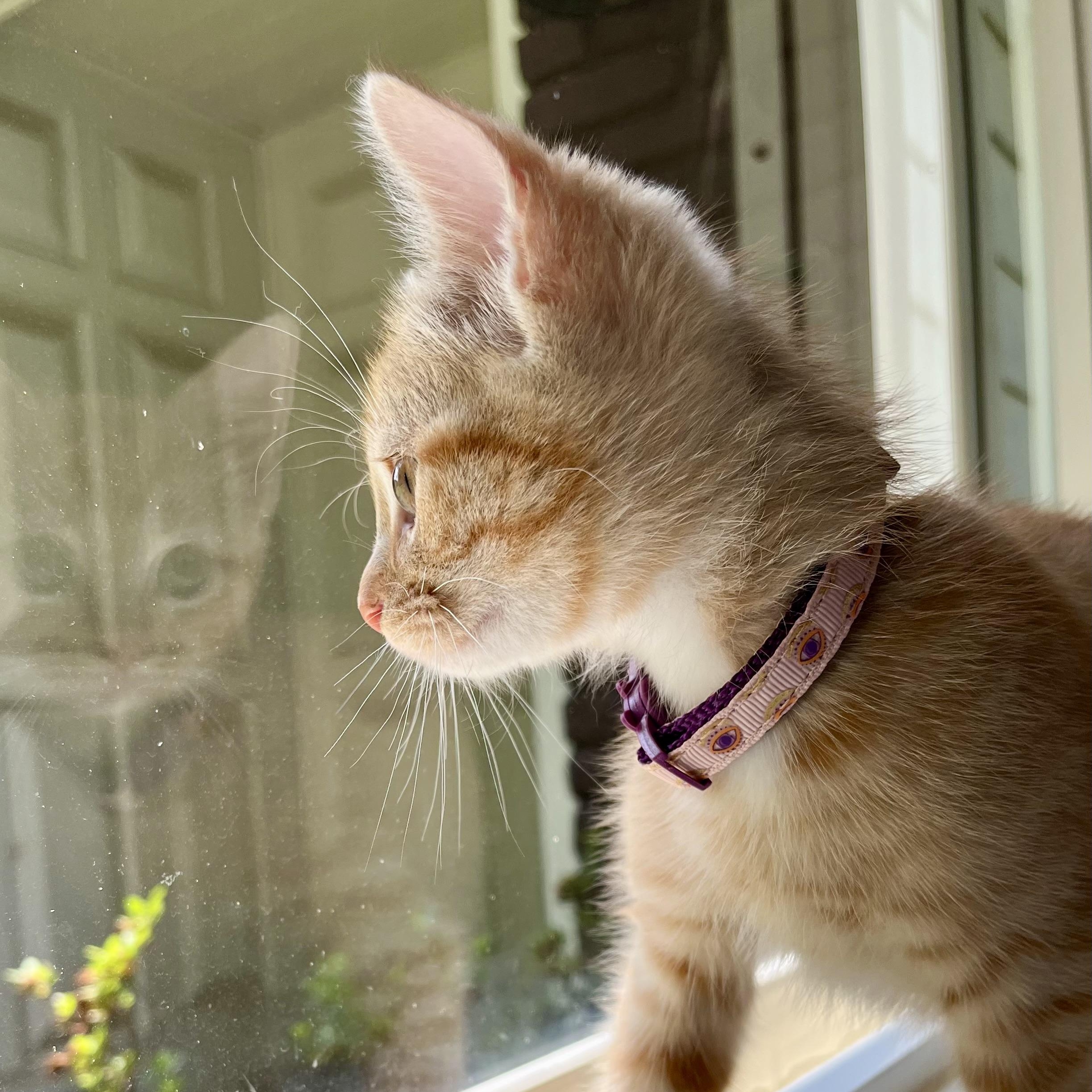Petal, a Adoptable Domestic Short Hair in Memphis, TN image 4/6
