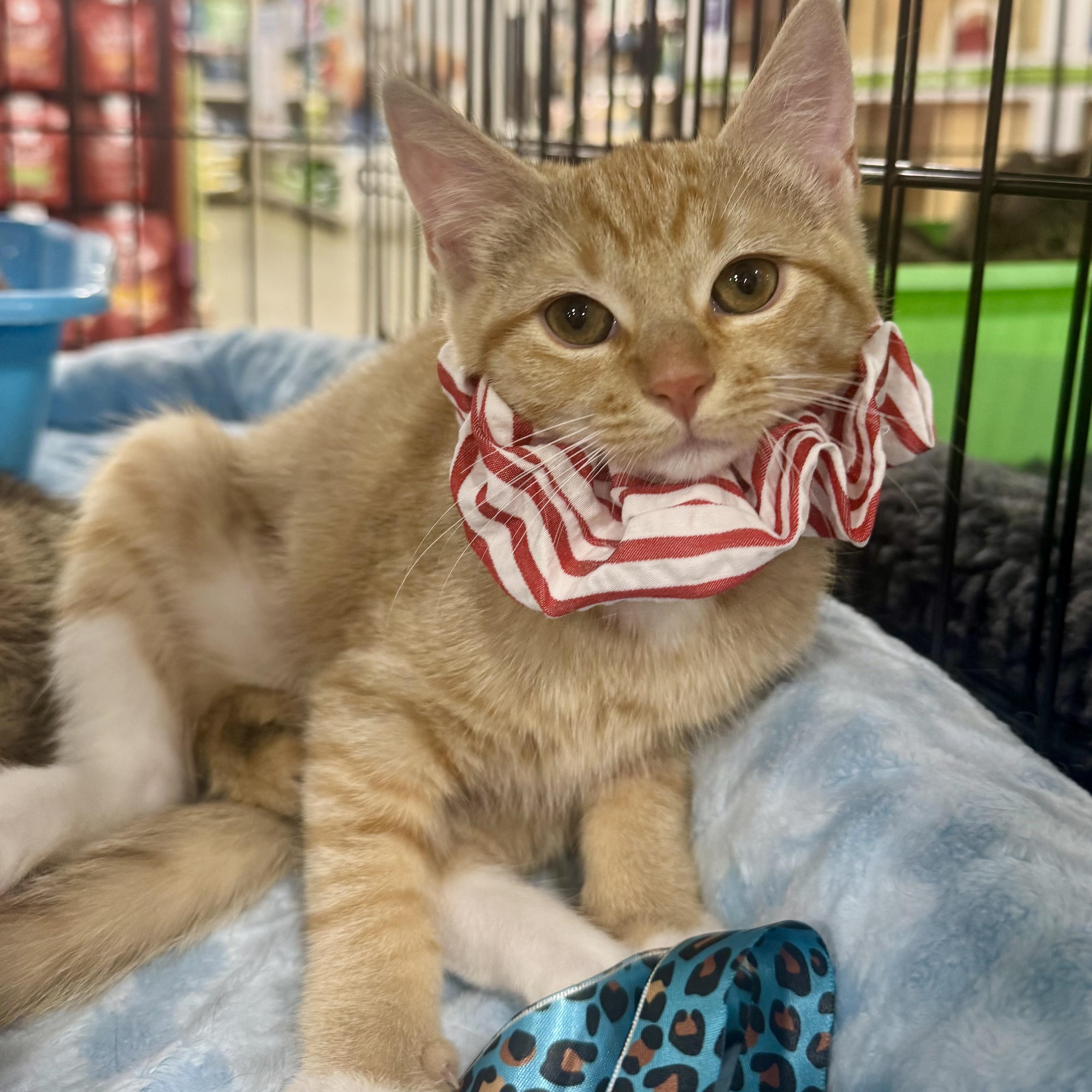 Petal, a Adoptable Domestic Short Hair in Memphis, TN image 2/6