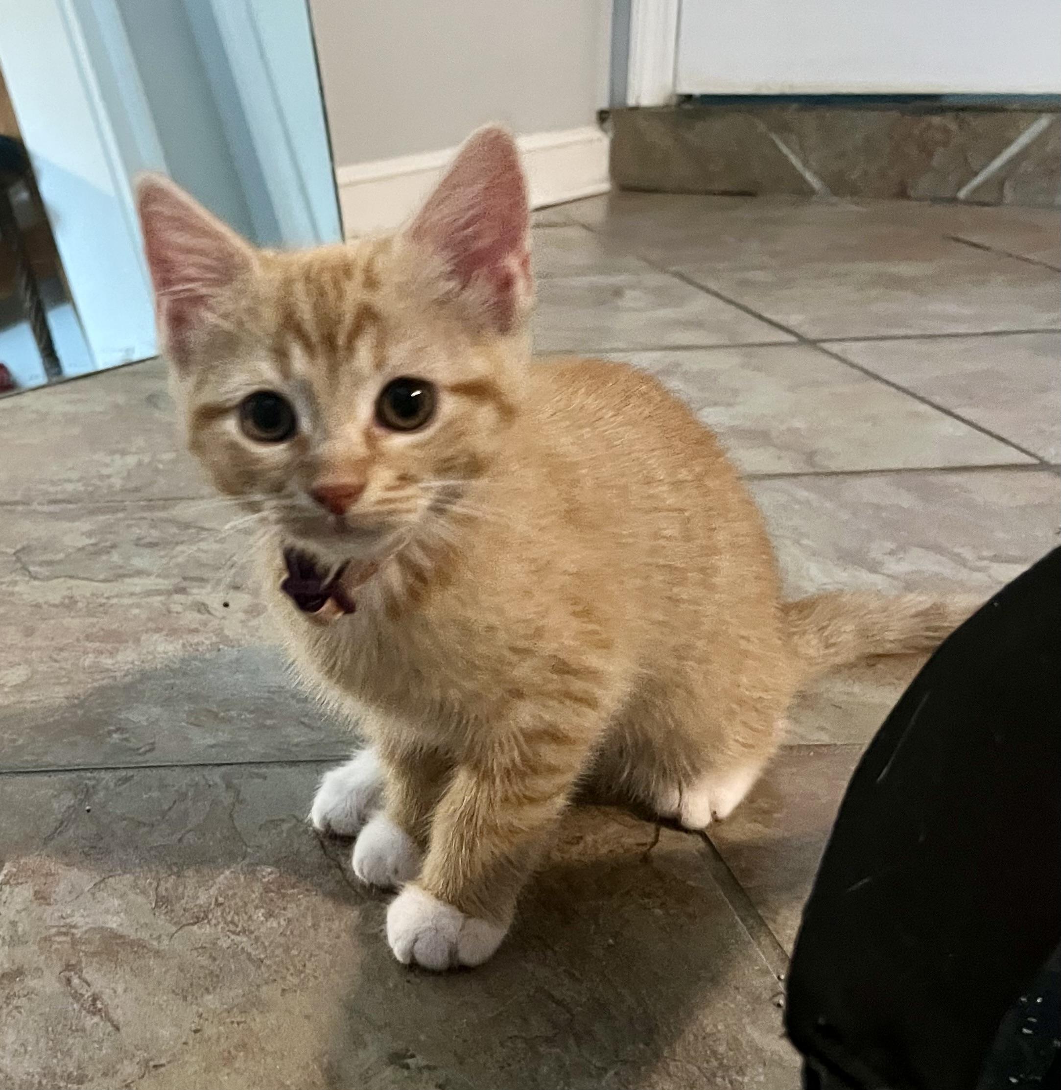 Petal, a Adoptable Domestic Short Hair in Memphis, TN image 6/6