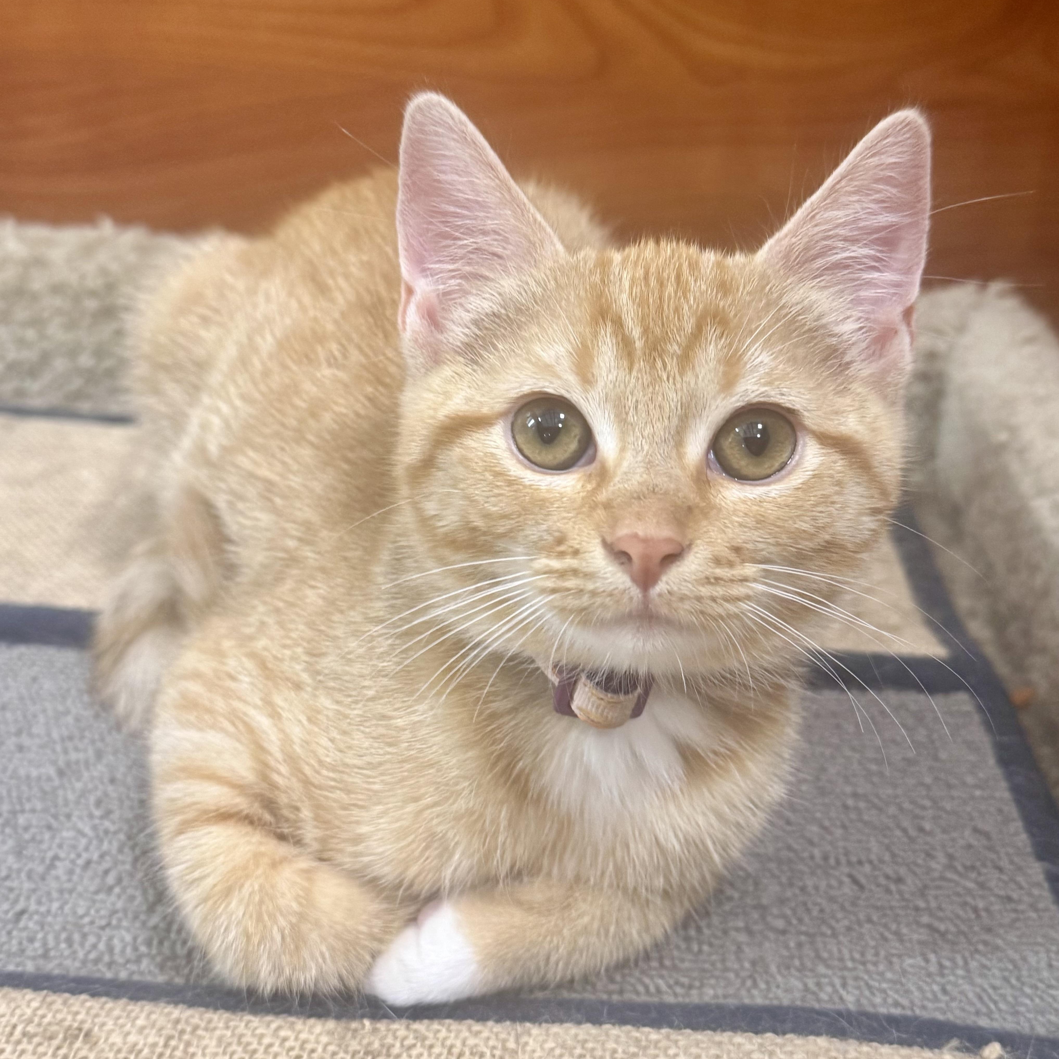 Petal, Adoptable, Kitten Female Domestic Short Hair.