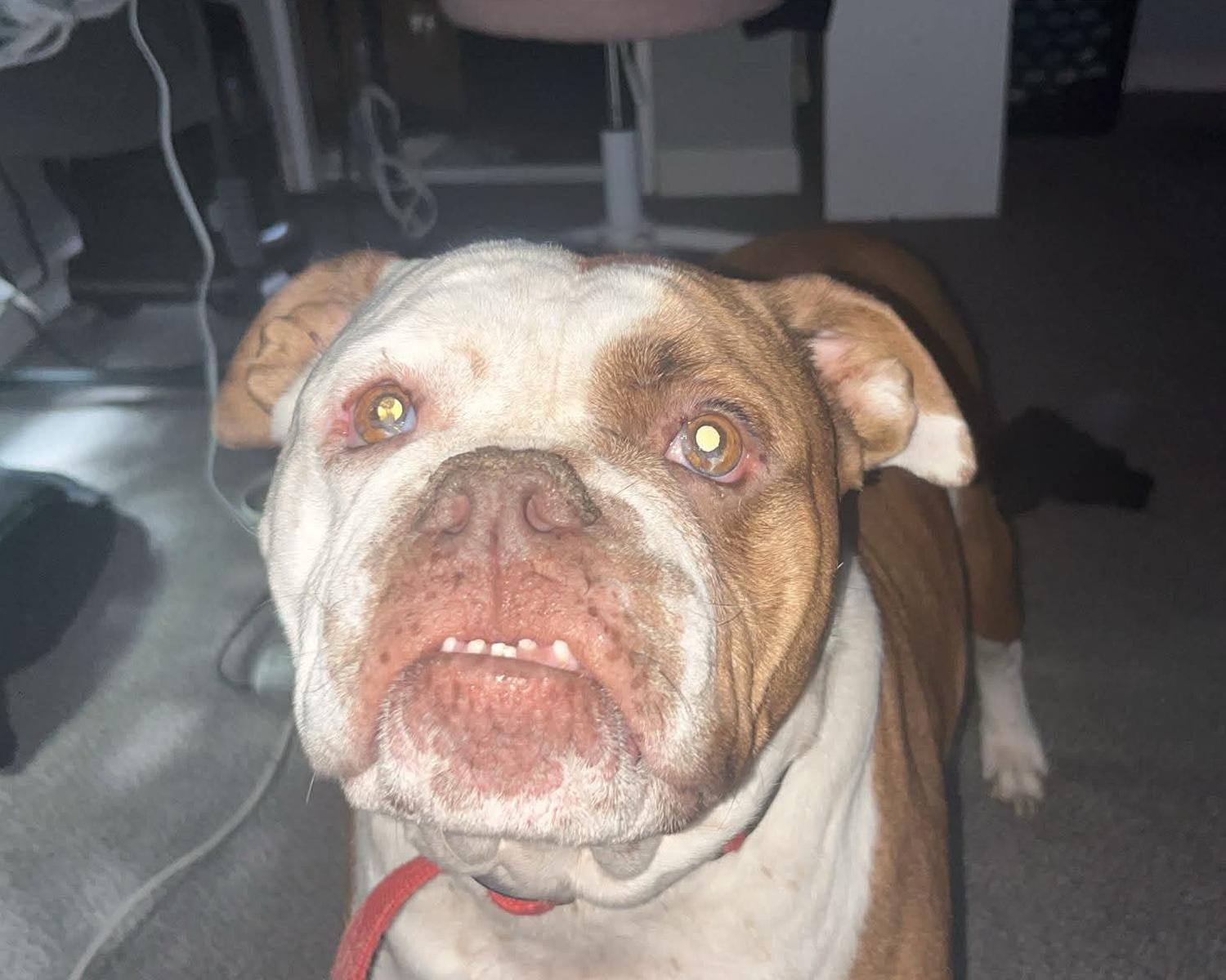 Leia -- Community Post, a ADOPTABLE American Bulldog in Floyd, VA image 5/5
