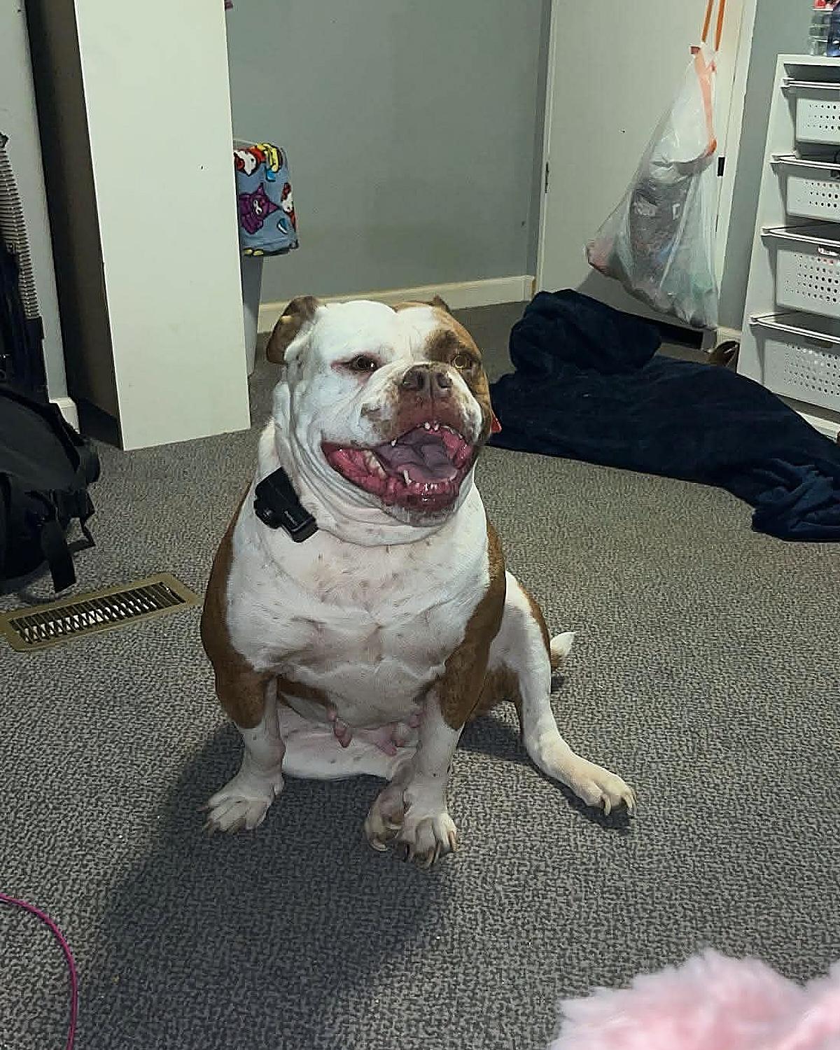 Leia -- Community Post, a ADOPTABLE American Bulldog in Floyd, VA image 2/5